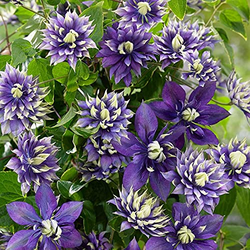 Clematis-Rhizom.Clematis winterhart mehrjährige „Königin der Reben“. Verschönern Sie die Umgebung -15 Rhizom-B Clematis-Rhizom.Clematis winterhart mehrjährige „Königin der Reben“. Verschönern Sie die Umgebung -15 Rhizom-B von NVNJHJN