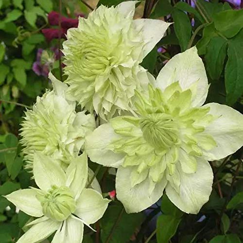 Clematis-Rhizom.Clematis winterhart mehrjährige „Königin der Reben“. Verschönern Sie die Umgebung -15 Rhizom-E Clematis-Rhizom.Clematis winterhart mehrjährige „Königin der Reben“. Verschönern Sie die Umgebung -15 Rhizom-E von NVNJHJN