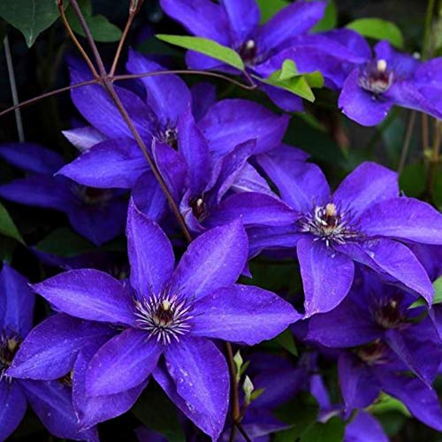 Clematis-Rhizom.Clematis winterhart mehrjährige Pflanze. „Königin der Reben“. Kletterpflanze.Verschönern Sie die Umgebung.-10 Rhizom-C Clematis-Rhizom.Clematis winterhart mehrjährige Pflanze. „Königin der Reben“. Kletterpflanze.Verschönern Sie die Umgebung.-10 Rhizom-C von NVNJHJN