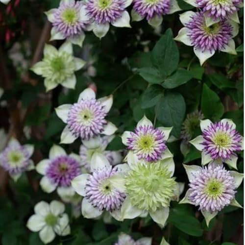 Clematis-Rhizom.Kletterpflanze. Clematis winterhart mehrjährige Pflanze. „Königin der Reben“. -10 Rhizom-C von NVNJHJN