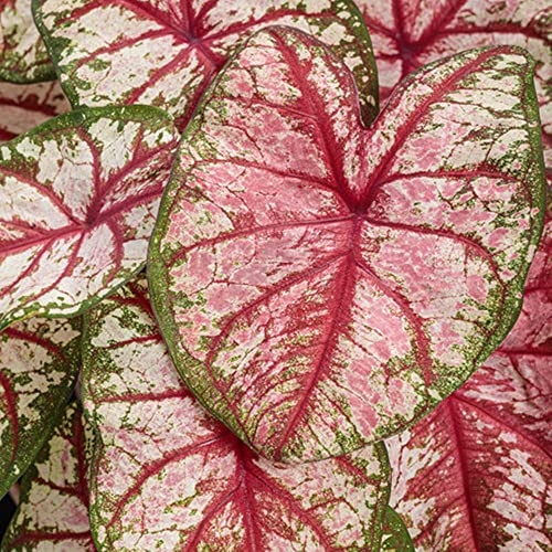 Elefantenohr-Rhizome – schnell wachsend – schöne Gartendekoration – überraschendes Geschenk– kälte- und trockenheitsresistent-15 Rhizome-C Elefantenohr-Rhizome – schnell wachsend – schöne Gartendekoration – überraschendes Geschenk– kälte- und trockenheitsresistent-15 Rhizome-C von NVNJHJN