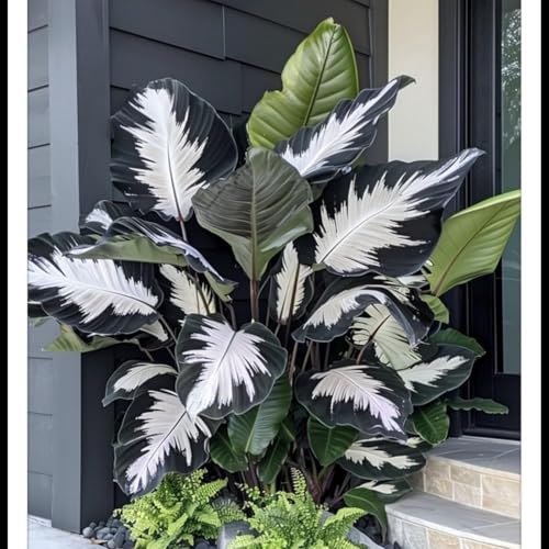 Elefantenohr-Rhizome – schnell wachsend – schöne Gartendekoration – überraschendes Geschenk– kälte- und trockenheitsresistent-3 Rhizome-D Elefantenohr-Rhizome – schnell wachsend – schöne Gartendekoration – überraschendes Geschenk– kälte- und trockenheitsresistent-3 Rhizome-D von NVNJHJN