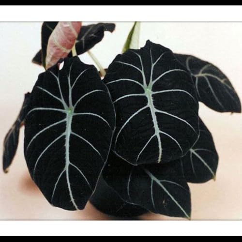 Elefantenohr-Rhizome – schnell wachsend – schöne Gartendekoration – überraschendes Geschenk– kälte- und trockenheitsresistent-3 Rhizome-E Elefantenohr-Rhizome – schnell wachsend – schöne Gartendekoration – überraschendes Geschenk– kälte- und trockenheitsresistent-3 Rhizome-E von NVNJHJN