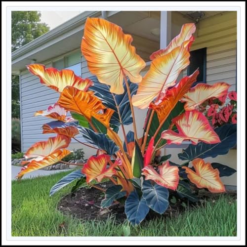 Elefantenohren Rhizome/Natürliches Wachstum/Tropischer Stil/Große Blätter/Hoch und prächtig/Kälte- und trockenheitsresistent/Perfekt als Gartendekoration/-15 Rhizome-D Elefantenohren Rhizome/Natürliches Wachstum/Tropischer Stil/Große Blätter/Hoch und prächtig/Kälte- und trockenheitsresistent/Perfekt als Gartendekoration/-15 Rhizome-D von NVNJHJN