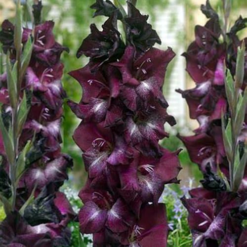 Gladiolen-Rhizome – schnell wachsend – schöne Gartendekoration– überraschendes Geschenk – kälte- und trockenheitsresistent -10 Rhizome-D von NVNJHJN