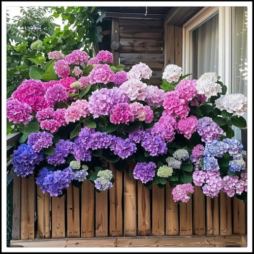 Hortensienzwiebeln- Blütenblätter in gemischten Farben -die beste Wahl für die Gartendekoration - Aufmerksamkeit anziehen【NVNJHJN】-5 zwiebeln-D Hortensienzwiebeln- Blütenblätter in gemischten Farben -die beste Wahl für die Gartendekoration - Aufmerksamkeit anziehen【NVNJHJN】-5 zwiebeln-D von NVNJHJN