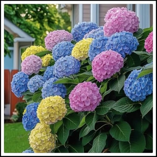 Hortensienzwiebeln- Blütenblätter in gemischten Farben -die beste Wahl für die Gartendekoration - 【NVNJHJN】-2 zwiebeln-B Hortensienzwiebeln- Blütenblätter in gemischten Farben -die beste Wahl für die Gartendekoration - 【NVNJHJN】-2 zwiebeln-B von NVNJHJN