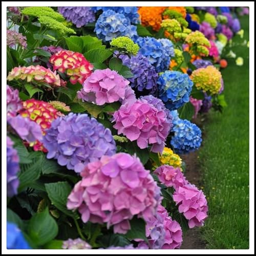 Hortensienzwiebeln- die beste Wahl für die Gartendekoration - Blütenblätter in gemischten Farben -1 zwiebeln-E Hortensienzwiebeln- die beste Wahl für die Gartendekoration - Blütenblätter in gemischten Farben -1 zwiebeln-E von NVNJHJN