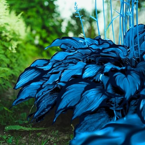 Hosta Rhizome/Perfekt als Gartendekoration/Winterhart/(NVNJHJN)-4 rhizome-C von NVNJHJN