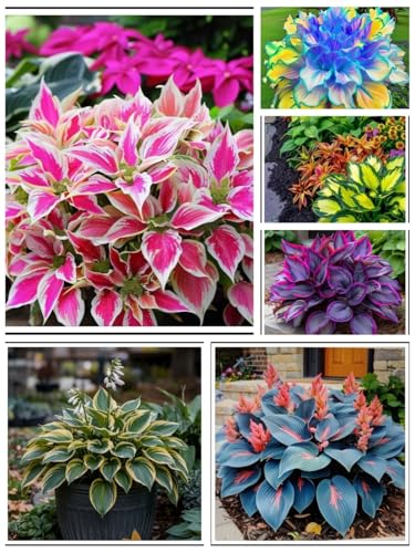 Hosta Rhizome/Perfekt als Gartendekoration/Winterhart/-(NVNJHJN)-15 rhizome-A von NVNJHJN