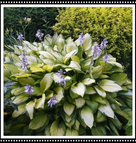 Hosta Rhizome/Perfekt als Gartendekoration/Winterhart/-(NVNJHJN)-4 rhizome-B von NVNJHJN