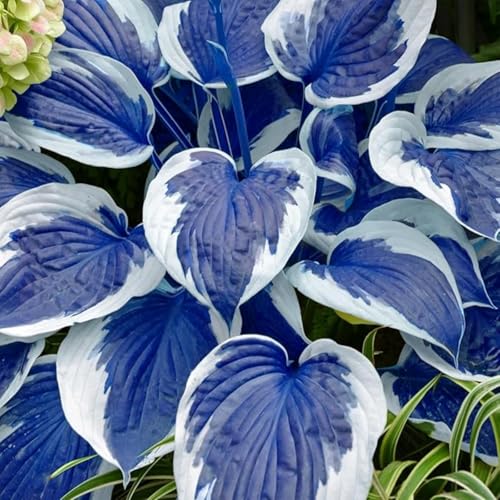 Hosta-Rhizome– überraschendes Geschenk – schnell wachsend – schöne Gartendekoration – kälte- und trockenheitsresistent -4 Rhizome-B Hosta-Rhizome– überraschendes Geschenk – schnell wachsend – schöne Gartendekoration – kälte- und trockenheitsresistent -4 Rhizome-B von NVNJHJN