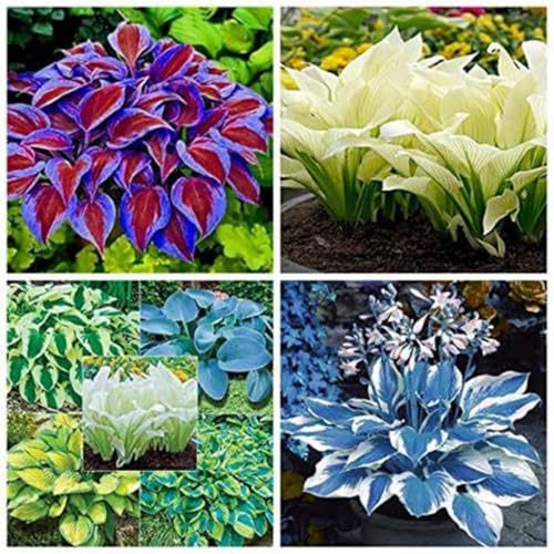 Hosta Wurzel.Hosta pflanze.Immergrüne, winterharte Staude.Funkien zwiebeln.Funkien winterhart.Mehrjährige Blumen. -8 rhizome-A von NVNJHJN