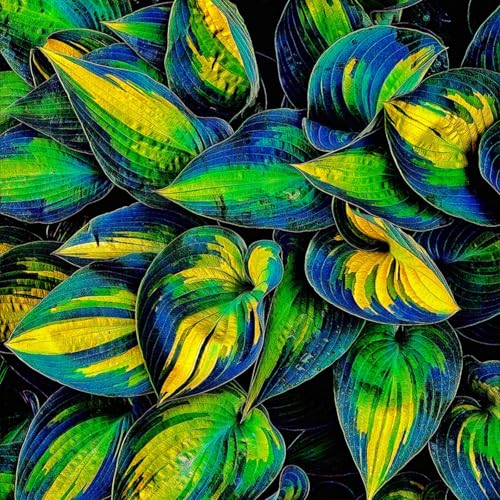 Hosta Wurzel.Hosta pflanze.Immergrüne, winterharte Staude.Funkien zwiebeln.Mehrjährige Blumen. Funkien winterhart./(NVNJHJN)-15 rhizome-B von NVNJHJN