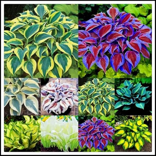 Hosta zwiebeln-Hosta Wurzeln.Hosta pflanze.- die beste Wahl für die Gartendekoration- Blütenblätter in gemischten Farben /(NVNJHJN)-6 rhizome-A von NVNJHJN