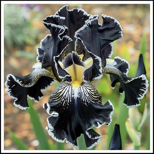 Iris-Rhizome – schöne Gartendekoration – Überraschungsgeschenk – kälte- und trockenheitsresistent– schnell wachsend-15 Rhizome-D Iris-Rhizome – schöne Gartendekoration – Überraschungsgeschenk – kälte- und trockenheitsresistent– schnell wachsend-15 Rhizome-D von NVNJHJN