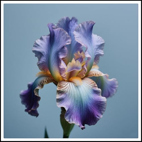 Iris-Rhizome – schöne Gartendekoration – Überraschungsgeschenk – kälte- und trockenheitsresistent– schnell wachsend-15 Rhizome-G von NVNJHJN