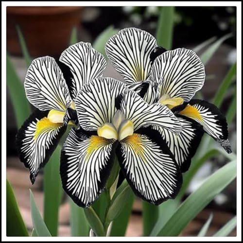 Iris-Rhizome – schöne Gartendekoration – Überraschungsgeschenk – kälte- und trockenheitsresistent– schnell wachsend-5 Rhizome-B Iris-Rhizome – schöne Gartendekoration – Überraschungsgeschenk – kälte- und trockenheitsresistent– schnell wachsend-5 Rhizome-B von NVNJHJN