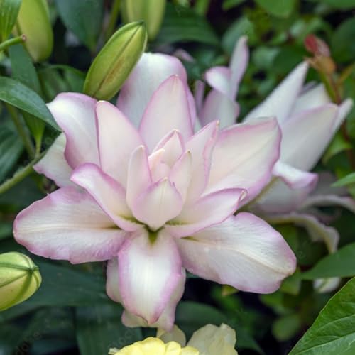 Lilien-Rhizome/Winterhart/Orientalische Exotikblume/elegantes Aussehen/oft als Schnittblume verwendet/Perfekt als Gartendekoration/(NVNJHJN)-6 Rhizome-D von NVNJHJN