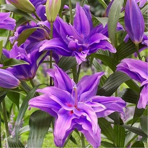 Lilium zwiebeln.- Blütenblätter in gemischten Farben - die beste Wahl für die Gartendekoration /(NVNJHJN)-10 zwiebeln-A von NVNJHJN