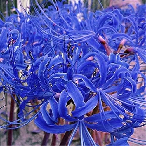 Lycoris-Rhizom. Kältebeständige,.Verschönern Sie die Umgebung.Hoher Zierwert. Leicht zu kultivieren.-10 Rhizome-C Lycoris-Rhizom. Kältebeständige,.Verschönern Sie die Umgebung.Hoher Zierwert. Leicht zu kultivieren.-10 Rhizome-C von NVNJHJN