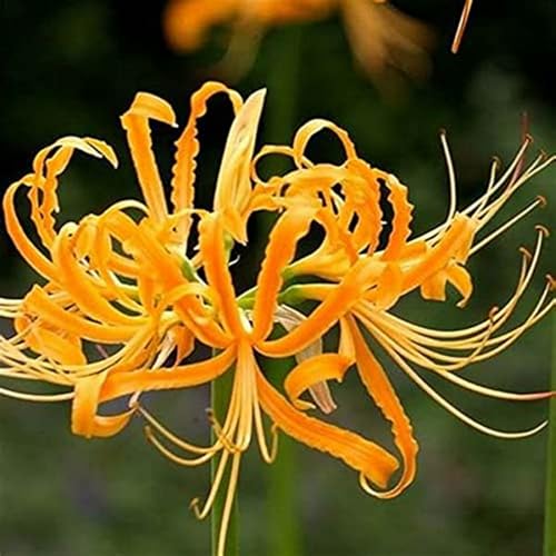 Lycoris-Rhizom. Kältebeständige,.Verschönern Sie die Umgebung.Hoher Zierwert. Leicht zu kultivieren.-4 Rhizome-D von NVNJHJN