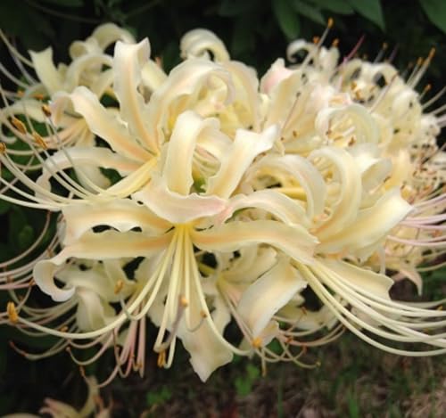 Lycoris Rhizome/Winterhart/Natürliches Wachstum/Vielfältige und leuchtende Farben/Perfekt als Gartendekoration/-(NVNJHJN)-2 Rhizome-D von NVNJHJN