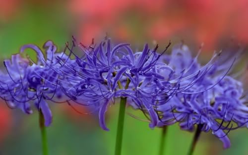 Lycoris Rhizome/Winterhart/Natürliches Wachstum/Vielfältige und leuchtende Farben/Perfekt als Gartendekoration/-(NVNJHJN)-8 Rhizome-C von NVNJHJN