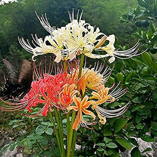 Lycoris-Rhizome – schnell wachsend – schöne Gartendekoration– überraschendes Geschenk – kälte- und trockenheitsresistent-4 Rhizome-C Lycoris-Rhizome – schnell wachsend – schöne Gartendekoration– überraschendes Geschenk – kälte- und trockenheitsresistent-4 Rhizome-C von NVNJHJN