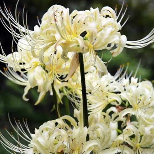 Lycoris-Zwiebeln.Trockenheitsresistent und kälteresistent.Für jeden geeignet.Lycoris radiata-Pflanzen.Für jeden geeignet. Verschönern Sie die Umgebung-2 Zwiebeln-D Lycoris-Zwiebeln.Trockenheitsresistent und kälteresistent.Für jeden geeignet.Lycoris radiata-Pflanzen.Für jeden geeignet. Verschönern Sie die Umgebung-2 Zwiebeln-D von NVNJHJN