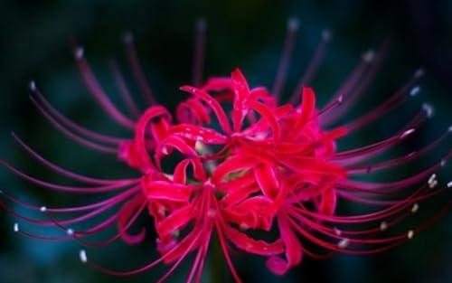 Lycoris-Zwiebeln.Verschönern Sie die Umgebung.Trockenheitsresistent und kälteresistent.Für jeden geeignet.Lycoris radiata-Pflanzen.Für jeden geeignet. -6 Zwiebeln-B Lycoris-Zwiebeln.Verschönern Sie die Umgebung.Trockenheitsresistent und kälteresistent.Für jeden geeignet.Lycoris radiata-Pflanzen.Für jeden geeignet. -6 Zwiebeln-B von NVNJHJN