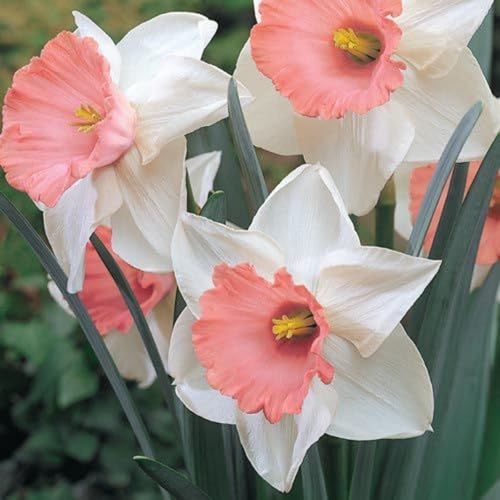 Narzissen zwiebeln.Narzissen knollen.Narzissen zwiebeln mehrjährig.Immergrüne, winterharte Staude. Mehrjährige Blumen.-4 zwiebeln-C von NVNJHJN