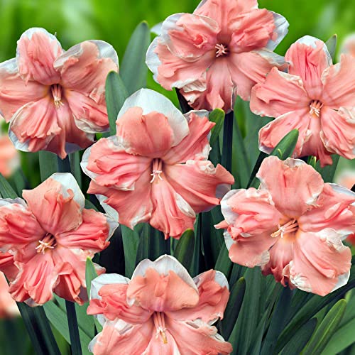 Narzissenzwiebeln.Für jeden geeignet.mehrjährige Pflanze.Verschönern Sie die Umgebung. Hoher Zierwert. Eine der zehn beliebtesten traditionellen Blumen.Eine kältebeständige.-12 Zwiebeln-F Narzissenzwiebeln.Für jeden geeignet.mehrjährige Pflanze.Verschönern Sie die Umgebung. Hoher Zierwert. Eine der zehn beliebtesten traditionellen Blumen.Eine kältebeständige.-12 Zwiebeln-F von NVNJHJN