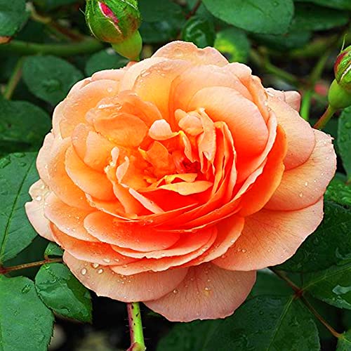 Pfingstrosen-Rhizome – schnell wachsend – schöne Gartendekoration - und trockenheitsresistent– überraschendes Geschenk – kälte-4 Rhizome-H Pfingstrosen-Rhizome – schnell wachsend – schöne Gartendekoration - und trockenheitsresistent– überraschendes Geschenk – kälte-4 Rhizome-H von NVNJHJN