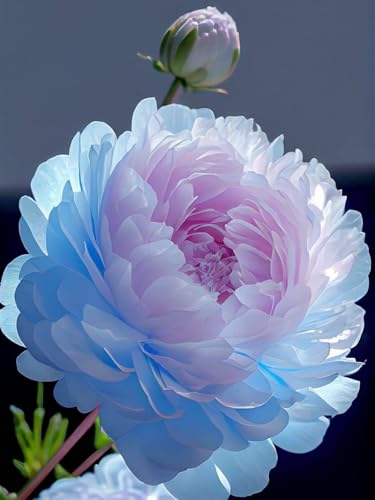 Pfingstrosen-Rhizome – schnell wachsend – schöne Gartendekoration - und trockenheitsresistent– überraschendes Geschenk – kälte-8 Rhizome-F von NVNJHJN