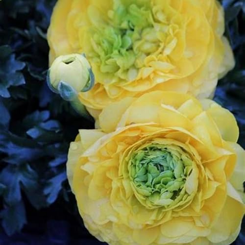 Ranunkeln-Rhizome – kälte- und trockenheitsresistent– schnell wachsend – schöne Gartendekoration – überraschendes Geschenk -15 Rhizome-C Ranunkeln-Rhizome – kälte- und trockenheitsresistent– schnell wachsend – schöne Gartendekoration – überraschendes Geschenk -15 Rhizome-C von NVNJHJN