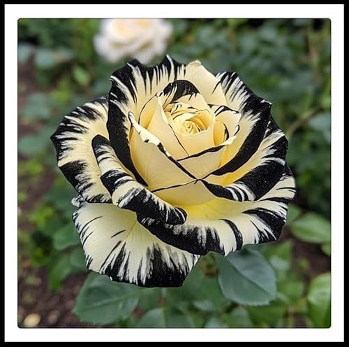 Rosen-Rhizome – schnell wachsend– überraschendes Geschenk – schöne Gartendekoration – kälte- und trockenheitsresistent -1 Rhizome-D Rosen-Rhizome – schnell wachsend– überraschendes Geschenk – schöne Gartendekoration – kälte- und trockenheitsresistent -1 Rhizome-D von NVNJHJN