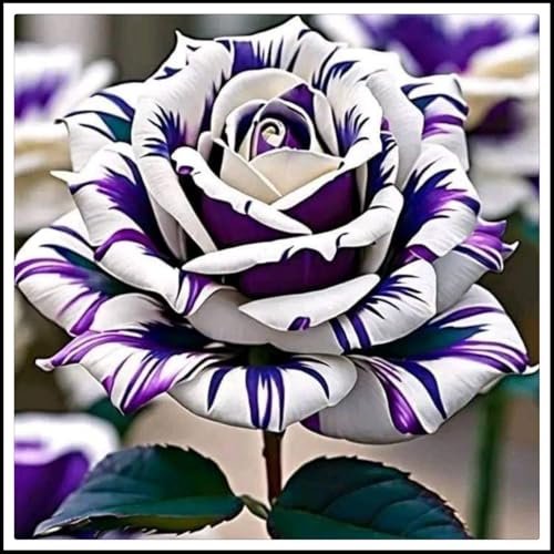 Rosen-Rhizome – schnell wachsend– überraschendes Geschenk – schöne Gartendekoration – kälte- und trockenheitsresistent -5 Rhizome-B Rosen-Rhizome – schnell wachsend– überraschendes Geschenk – schöne Gartendekoration – kälte- und trockenheitsresistent -5 Rhizome-B von NVNJHJN