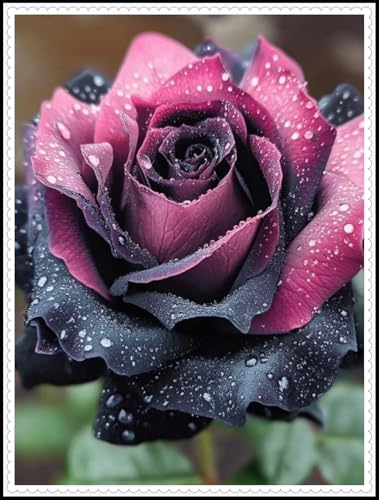 Rosen Wurzeln- Kletterrosen - Blätter in gemischten Farben - Aufmerksamkeit erregen - Beste Wahl für Gartendekoration//(NVNJHJN)-1 Wurzeln-C von NVNJHJN