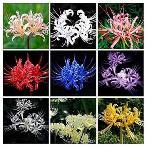 Spinnenlilie zwiebel.Immergrüne, winterharte Staude.Lycoris radiata.Mehrjährige Blumen.Mehrjährige Blumen.Lycoris zwiebeln. -2 zwiebeln-A von NVNJHJN