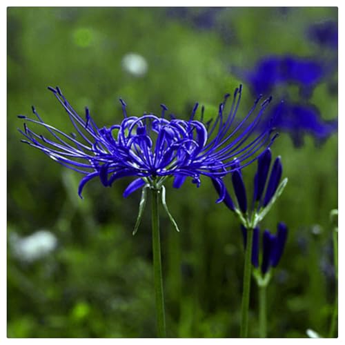 Spinnenlilie zwiebel.Immergrüne, winterharte Staude.Mehrjährige Blumen.Lycoris zwiebeln.Mehrjährige Blumen. Lycoris radiata./(NVNJHJN)-2 zwiebeln-D von NVNJHJN