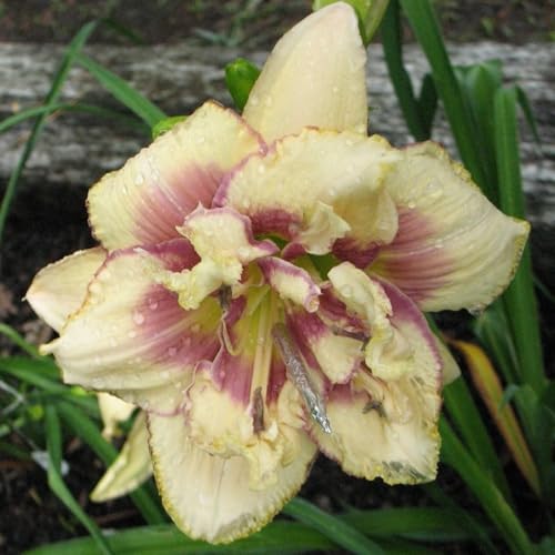 Taglilien-Rhizom. Kältebeständige,.Verschönern Sie die Umgebung.Hoher Zierwert. Leicht zu kultivieren.-3 Rhizome-C von NVNJHJN