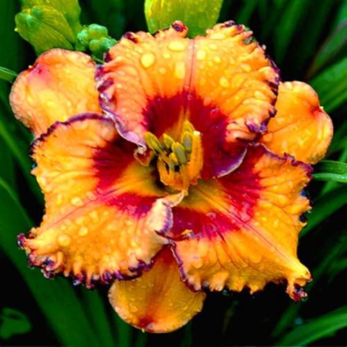 Taglilien Rhizome/Perfekt als Gartendekoration/Winterhart////(NVNJHJN)-5 rhizome-B von NVNJHJN