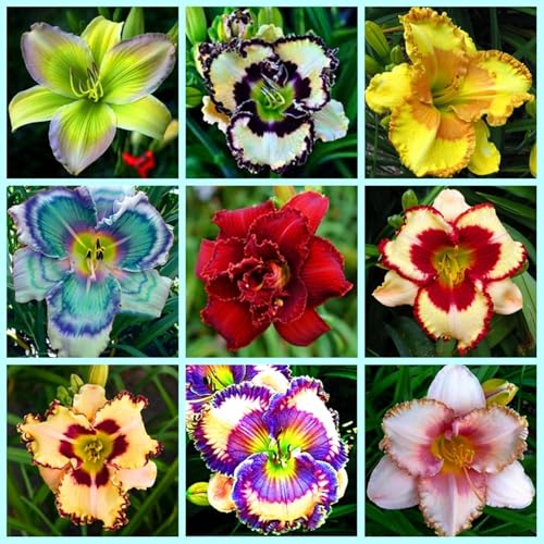 Taglilien-Rhizome – schnell wachsend – schöne Gartendekoration– überraschendes Geschenk – kälte- und trockenheitsresistent -10 Rhizome-A Taglilien-Rhizome – schnell wachsend – schöne Gartendekoration– überraschendes Geschenk – kälte- und trockenheitsresistent -10 Rhizome-A von NVNJHJN