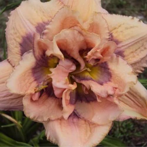 Taglilien rhizome.Taglilien zwiebeln - Blütenblätter in gemischten Farben- die beste Wahl für die Gartendekoration /(NVNJHJN) -10 rhizome-B von NVNJHJN