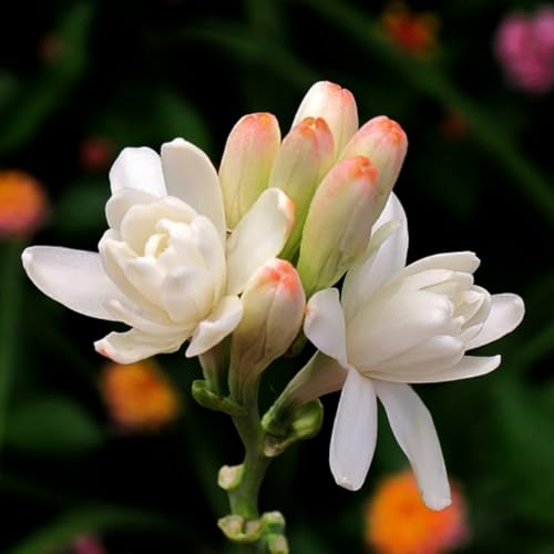 Tuberose-Rhizom. Kältebeständige,.Verschönern Sie die Umgebung.Hoher Zierwert. Leicht zu kultivieren.-5 Rhizome-B von NVNJHJN