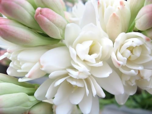 Tuberose-Rhizom. Tuberose Zwiebeln.Geeignet für viele verschiedene Umgebungen.Immergrüne Pflanze.Tuberose-Pflanze.Blüht zu allen Jahreszeiten.Verschönern Sie die Umgebung-5 Zwiebeln-B Tuberose-Rhizom. Tuberose Zwiebeln.Geeignet für viele verschiedene Umgebungen.Immergrüne Pflanze.Tuberose-Pflanze.Blüht zu allen Jahreszeiten.Verschönern Sie die Umgebung-5 Zwiebeln-B von NVNJHJN