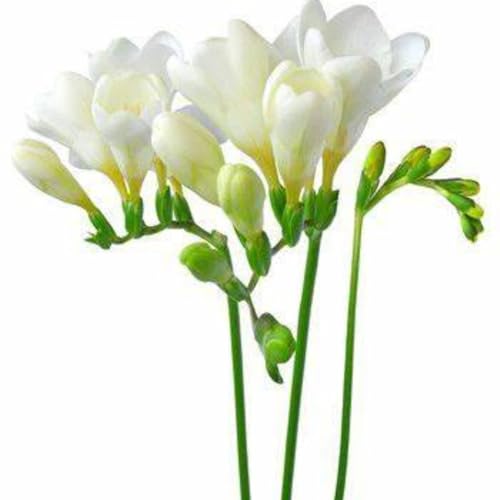 Tuberose-Rhizom. Tuberose Zwiebeln.Verschönern Sie die Umgebung.Geeignet für viele verschiedene Umgebungen.Immergrüne Pflanze.Tuberose-Pflanze.Blüht zu allen Jahreszeiten.-10 Zwiebeln-B Tuberose-Rhizom. Tuberose Zwiebeln.Verschönern Sie die Umgebung.Geeignet für viele verschiedene Umgebungen.Immergrüne Pflanze.Tuberose-Pflanze.Blüht zu allen Jahreszeiten.-10 Zwiebeln-B von NVNJHJN