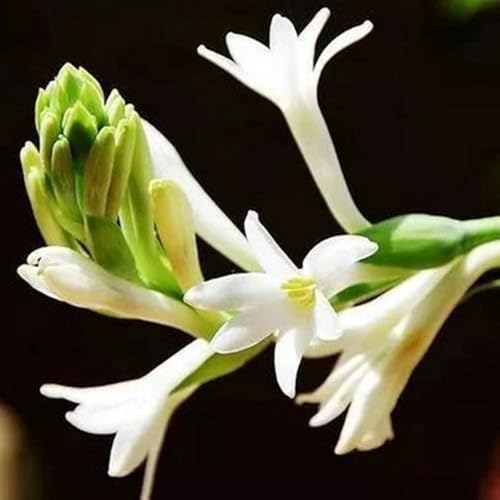 Tuberose Rhizome/Perfekt als Gartendekoration/Winterhart/(NVNJHJN)-10 Rhizome-D von NVNJHJN