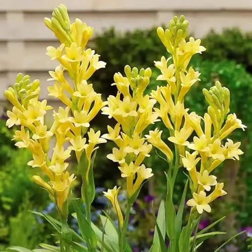 Tuberose Rhizome/Perfekt als Gartendekoration/Winterhart/(NVNJHJN)-15 Rhizome-C von NVNJHJN